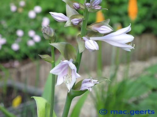 Hosta Sum and Substance